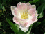 Тюльпан бело-розовый