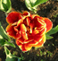 Тюльпан бордово-оранжевый