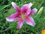 Ярко-розовая лилия