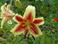 Лилия красная с желтым краем